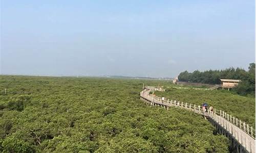 北海红树林值得去吗_北海红树林值得去吗现在